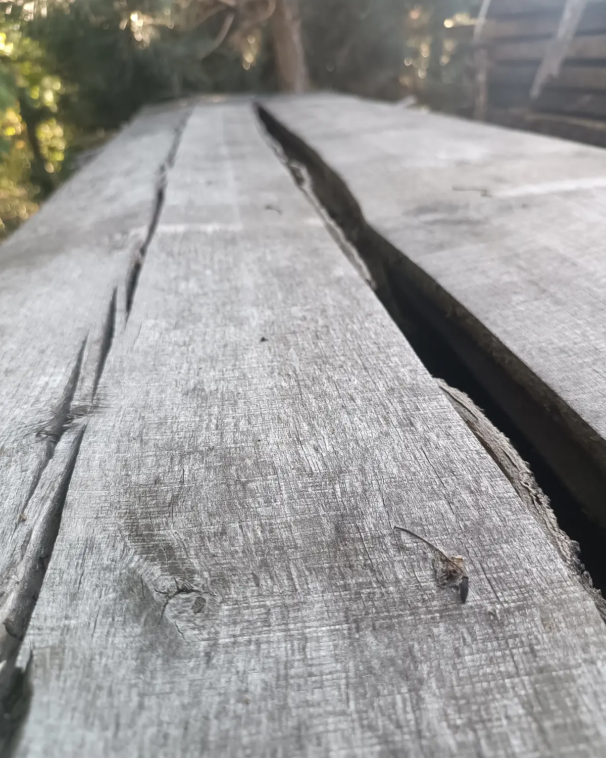 Detail přirozeně zvětralého povrchu jasanového prkna během zrání venku.