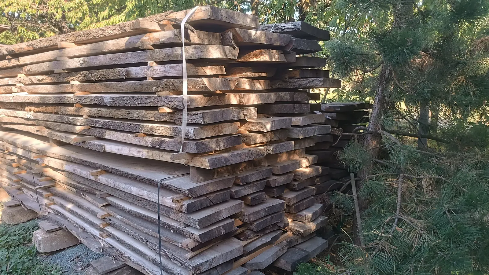 Hráň jasanových prken uložená venku mezi stromy během víceletého zrání.